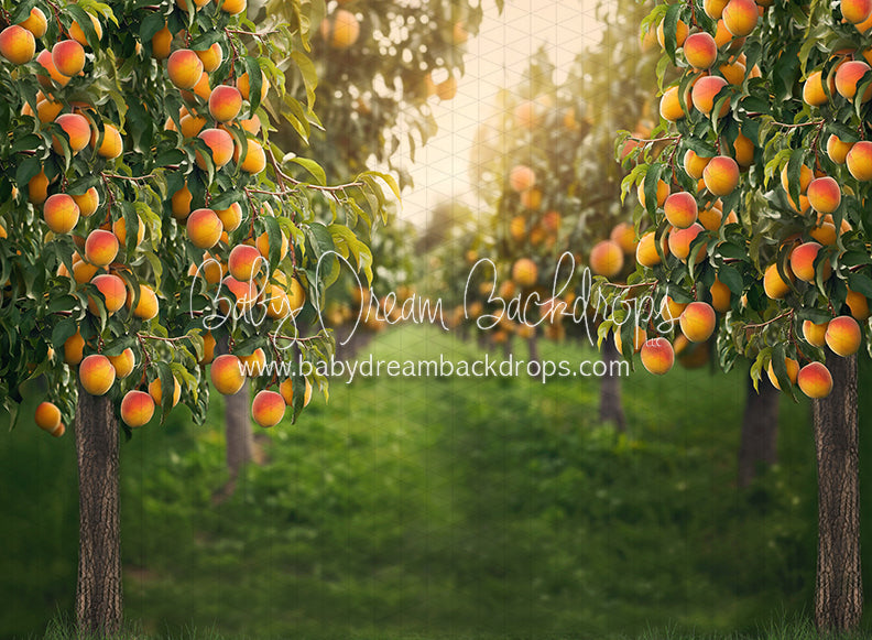 Peach Orchard (JA)