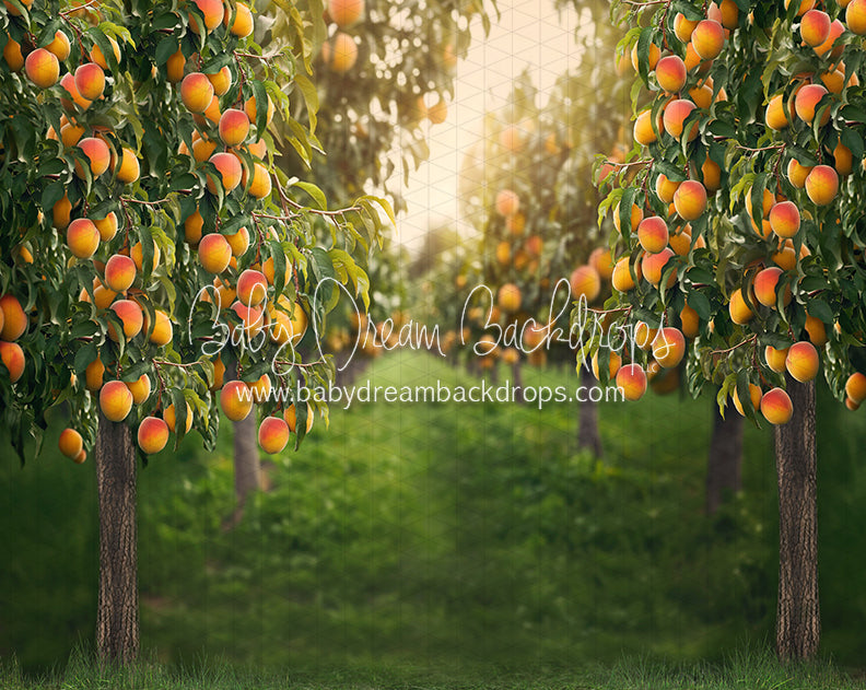 Peach Orchard (JA)