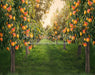 Peach Orchard (JA)
