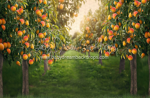 Peach Orchard (JA)
