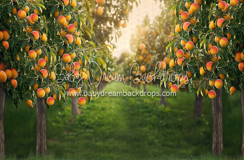 Peach Orchard (JA)