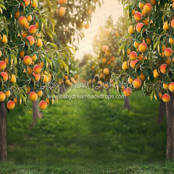 X Drop Peach Orchard (JA)