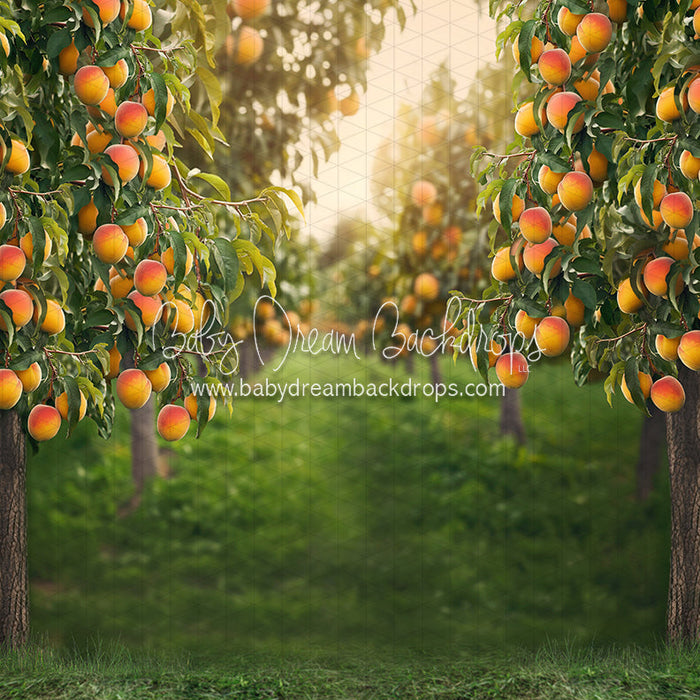 Peach Orchard (JA)
