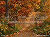 Perfect Fall Walk (CC)
