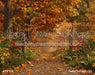 Perfect Fall Walk (CC)