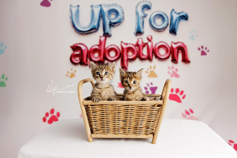 Up For Adoption (AZ)