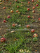 Picture Day Allple Orchard Fabric Floor (WM)