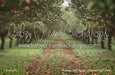 Picture Day Apple Orchard Path (WM)