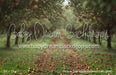 Picture Day Apple Orchard Path (WM)