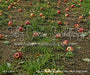 Picture Day Apple Orchard Path Fabric Floor (WM)