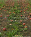 Picture Day Apple Orchard Path Fabric Floor (WM)