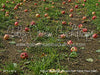 Picture Day Apple Orchard Path Fabric Floor (WM)