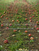 Picture Day Apple Orchard Path Fabric Floor (WM)