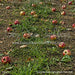 Picture Day Apple Orchard Path Floor (WM)