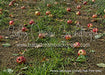 Picture Day Apple Orchard Path Fabric Floor (WM)