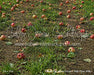 Picture Day Apple Orchard Path Floor (WM)