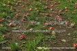 Picture Day Apple Orchard Path Floor (WM)