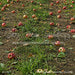 Picture Day Apple Orchard Path Fabric Floor (WM)