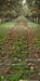 Picture Day Apple Orchard Path Sweep (WM)