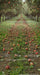 Picture Day Apple Orchard Path Sweep (WM)