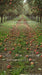 Picture Day Apple Orchard Path Sweep (WM)