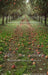 Picture Day Apple Orchard Path Sweep (WM)