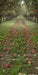 Picture Day Apple Orchard Path Sweep (WM)