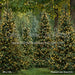 Pinecone Lane Trees (CC)