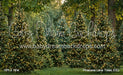 Pinecone Lane Trees (CC)