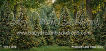 Pinecone Lane Trees (CC)