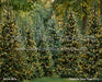 Pinecone Lane Trees (CC)