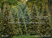 Pinecone Lane Trees (CC)