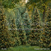 Pinecone Lane Trees (CC)