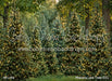Pinecone Lane Trees (CC)