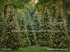 Pinecone Lane Trees (CC)