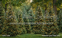 Pinecone Lane Trees (CC)