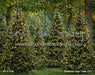 Pinecone Lane Trees (CC)