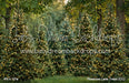Pinecone Lane Trees (CC)