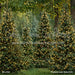 Pinecone Lane Trees (CC)