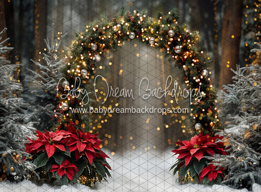 Poinesttia Pine Arch (JA)