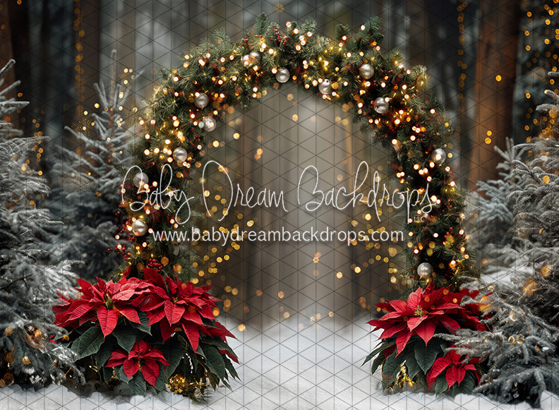 Poinesttia Pine Arch (JA)