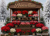 Poinsettia Market (MI)
