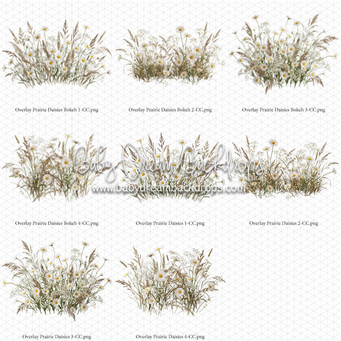 Overlays Prairie Daisies