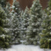 Pure Pine Winter (CC)