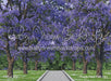 Purple Petal Path (HL)