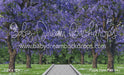 Purple Petal Path (HL)