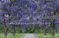 Purple Petal Path (HL)