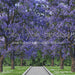 Purple Petal Path (HL)