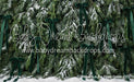 Ribbons in the Pines Green (CC)