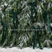 Ribbons in the Pines Green (CC)